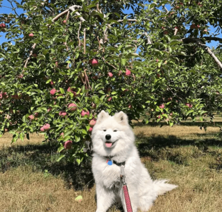 Illustration de l'article : 13 photos splendides de chiens qui sont prêts à accueillir l'automne à pattes ouvertes