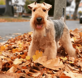 Illustration de l'article : 13 photos splendides de chiens qui sont prêts à accueillir l'automne à pattes ouvertes
