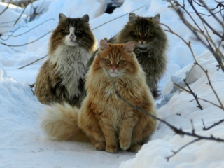 Illustration de l'article : 19 photos rendant honneur à la majesté des chats Norvégiens