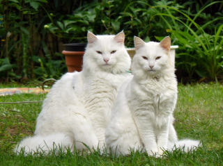 Illustration de l'article : 19 photos rendant honneur à la majesté des chats Norvégiens