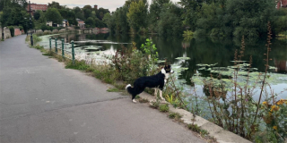 Illustration de l'article : Un Border Collie sauvé in extremis de la noyade par 4 adolescents : sa maîtresse souhaite les retrouver pour les remercier