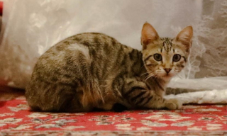 Illustration de l'article : Le jour de son mariage, un chat fait une entrée remarquée à l'église et ravive le souvenir de son père qui adorait les félins