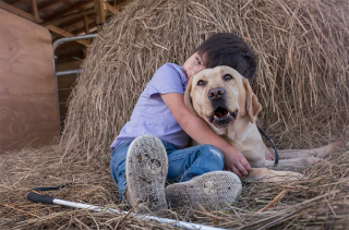 Illustration de l'article : Un Labrador Retriever aide un enfant aveugle à surmonter son handicap et à aimer la vie