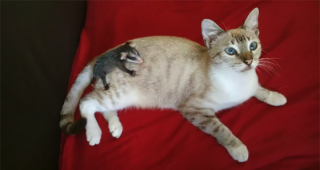 Illustration de l'article : Sa chatte rentre à la maison avec un étrange bébé sur le dos qu’elle a visiblement adopté