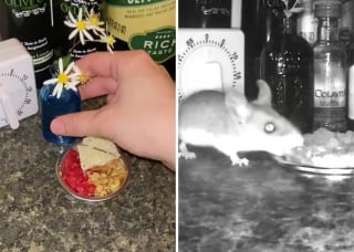 Illustration de l'article : Une femme prépare tous les soirs un repas somptueux pour la souris qui vit chez elle (vidéo)