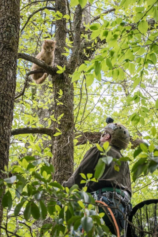 Illustration de l'article : Un colonel à la retraite se reconvertit en sauveur de chats coincés dans les arbres