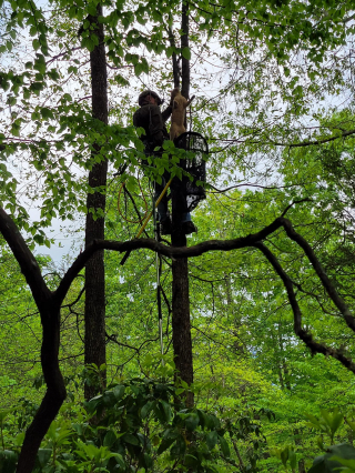 Illustration de l'article : Un colonel à la retraite se reconvertit en sauveur de chats coincés dans les arbres