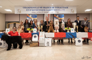 Illustration de l'article : Le Championnat de France de Toilettage et d’Esthétique Canine et Féline élira le "Meilleur Toiletteur" les 12 et 13 novembre