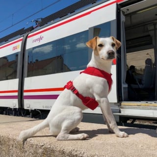 Illustration de l'article : Chiens à bord des trains : la compagnie ferroviaire nationale espagnole lance une vaste période d’essai