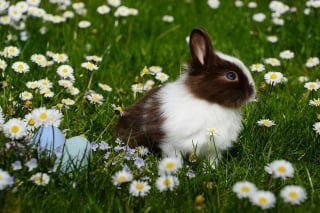 Illustration de l'article : Adoption, santé, reproduction, habitat… Tout savoir pour prendre soin d'un lapin dans le 4e épisode de "La Touche Animale"