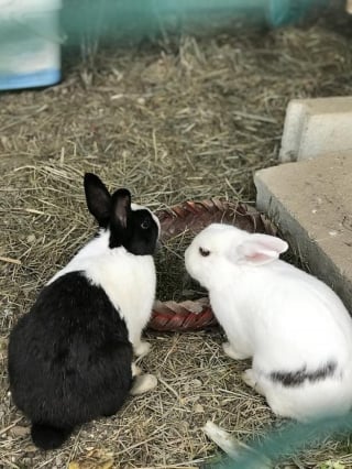 Illustration de l'article : Adoption, santé, reproduction, habitat… Tout savoir pour prendre soin d'un lapin dans le 4e épisode de "La Touche Animale"