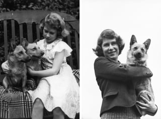 Illustration de l'article : 18 superbes photos illustrant l'amour que portait la reine Elisabeth II pour ses chiens