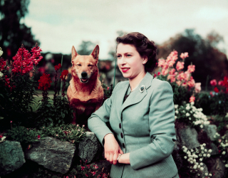 Illustration de l'article : 18 superbes photos illustrant l'amour que portait la reine Elisabeth II pour ses chiens