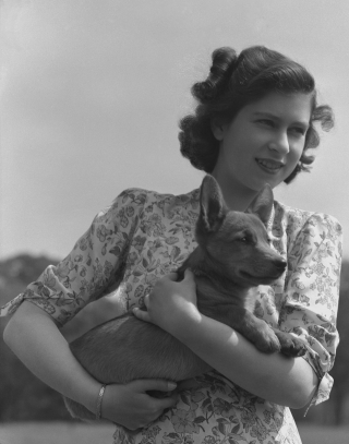 Illustration de l'article : 18 superbes photos illustrant l'amour que portait la reine Elisabeth II pour ses chiens