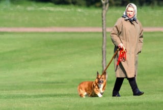 Illustration de l'article : 18 superbes photos illustrant l'amour que portait la reine Elisabeth II pour ses chiens