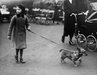 Illustration de l'article : 18 superbes photos illustrant l'amour que portait la reine Elisabeth II pour ses chiens