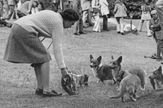 Illustration de l'article : 18 superbes photos illustrant l'amour que portait la reine Elisabeth II pour ses chiens