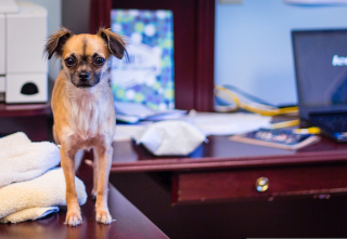 Illustration de l'article : PetSafe donne 6 conseils pour bien accueillir son chien au bureau