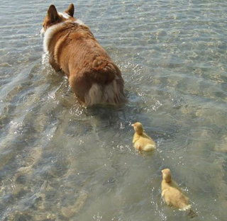 Illustration de l'article : Un Corgi adopte 2 canetons qui le prennent littéralement pour leur père