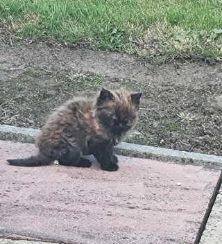 Illustration de l'article : Un chaton errant mal en point a besoin de soins urgents, une bénévole lui tend la main