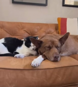 Illustration de l'article : La réaction surprise d'un chien qui "déteste" les chats quand sa propriétaire lui présente un félin aveugle adopté au refuge