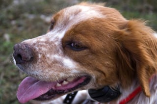 Illustration de l'article : Des pompiers spécialisés au secours d'un chien tombé dans une trémie agricole