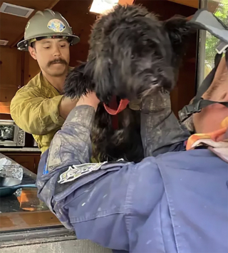 Illustration de l'article : Une chienne retrouve ses propriétaires après avoir passé 2 jours ensevelie sous la boue suite à un glissement de terrain en Californie (vidéo)