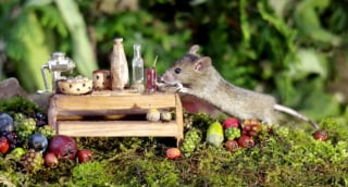 Illustration de l'article : Il s'aperçoit que des souris vivent dans son jardin et décide de leur construire un adorable mini village "tolkienien"