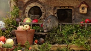 Illustration de l'article : Il s'aperçoit que des souris vivent dans son jardin et décide de leur construire un adorable mini village "tolkienien"