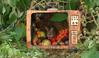 Illustration de l'article : Il s'aperçoit que des souris vivent dans son jardin et décide de leur construire un adorable mini village "tolkienien"