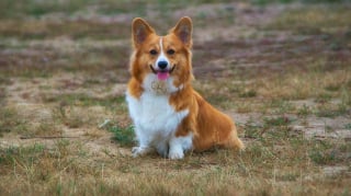 Illustration de l'article : Décès de la reine Elisabeth II et regain de popularité pour le Corgi : attention aux dérives ! 