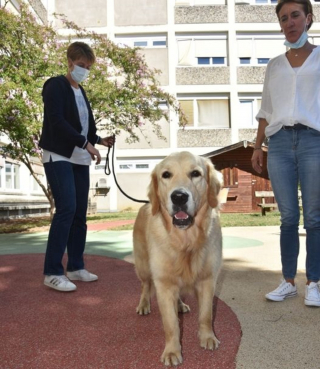 Illustration de l'article : En Corrèze, une chienne accompagne les victimes de violences lors des procès pour les aider à témoigner