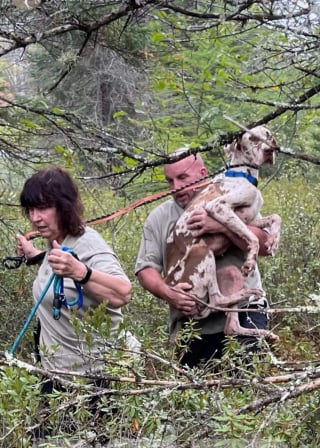 Illustration de l'article : Des drones, cages et caméras déployés pour sauver une chienne bloquée sur un îlot depuis des semaines