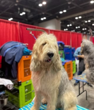 Illustration de l'article : Grande mobilisation pour localiser un chien Otterhound resté introuvable pendant plusieurs semaines