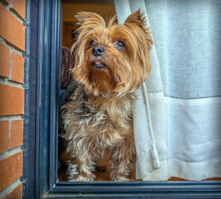 Illustration de l'article : Une femme vole le chien de son voisin : quand la police frappe à sa porte, elle le jette par la fenêtre du premier étage