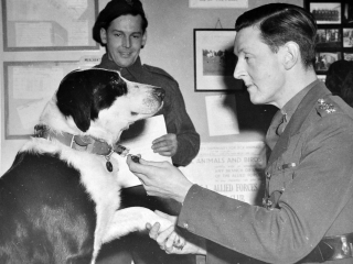 Illustration de l'article : La médaille d’un chien héros de la 2e Guerre mondiale vendue aux enchères pour la bonne cause