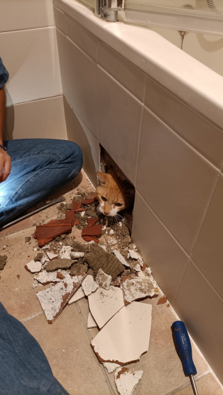 Illustration de l'article : Elle fait installer une nouvelle baignoire et entend des miaulements dans sa salle de bain, alors que son chat a disparu