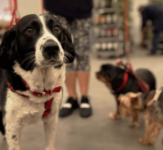 Illustration de l'article : 17 photos de chiens ravis de faire les courses avec leurs humains