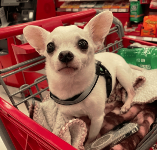Illustration de l'article : 17 photos de chiens ravis de faire les courses avec leurs humains