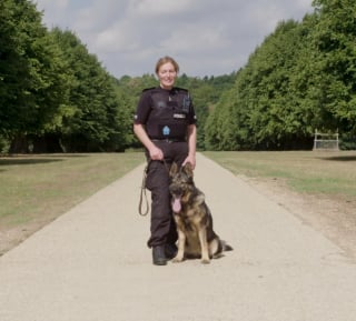 Illustration de l'article : Un Berger Allemand ayant sauvé près de 40 vies durant ses 8 ans de carrière à la police reçoit les honneurs qu'il mérite