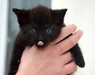 Illustration de l'article : Un chaton abandonné dans un sac poubelle sur une voie ferrée sauvé in extremis par un passant