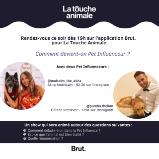 Illustration de l'article : Dans son nouveau numéro, le show "La Touche Animale" s’intéresse au monde de la Pet Influence avec des invités canins de marque