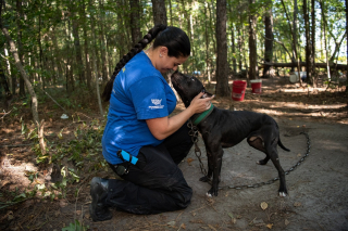 Illustration de l'article : Plus de 300 chiens sauvés lors du démantèlement d'un vaste réseau de combats canins