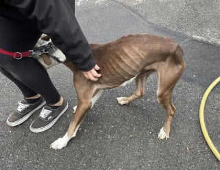 Illustration de l'article : Sauvetage d'un chien cachectique découvert seul dans l'appartement déserté par son maître