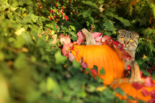 Illustration de l'article : En automne, attention aux dangers du jardin qui menacent votre animal de compagnie !