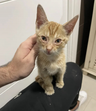 Illustration de l'article : Un passant découvre un chaton coincé dans le moteur d’un bus et passe des heures à tenter de le libérer