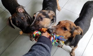 Illustration de l'article : 3 chiots errants dans un garage de Roumanie sauvés par une association attendent désormais d’être adoptés à l’international (vidéo)