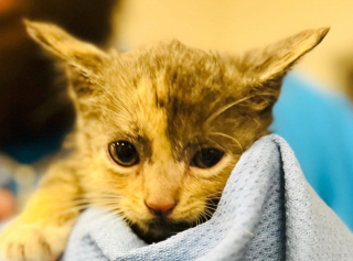 Illustration de l'article : Une patrouille de police vole au secours d'un chaton seul et terrifié pendant le passage de l'ouragan Ian