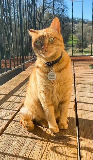 Illustration de l'article : 20 photos réconfortantes de chats et de chiens qui ont trouvé leur famille pour toujours