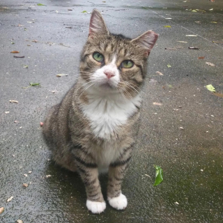 Illustration de l'article : Éprouvé par une vie dans la rue, un chat apprend timidement à savourer les plaisirs de la vie d’intérieur (vidéo)